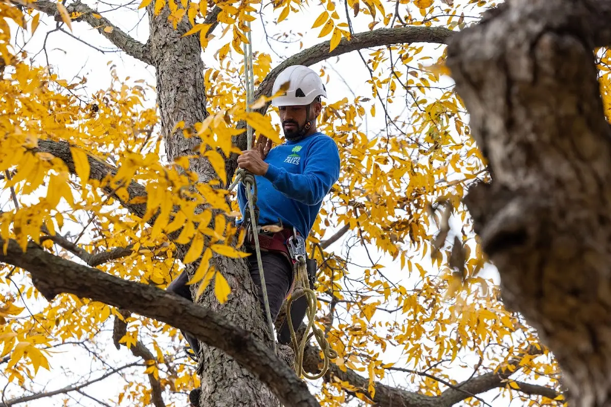 Skilled Storm Damage Cleanup crew working in Cartwright